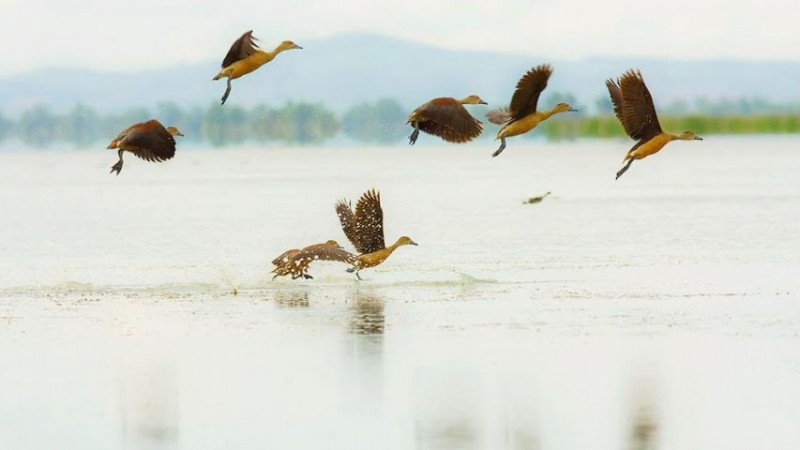 ฝูงนกเป็ดน้ำขนาดใหญ่ 100-200 ตัว ออกหากินกลางทุ่งนา ที่ชาวบ้านได้ตีเทือกเร่งทำนาข้าว (มีคลิป)